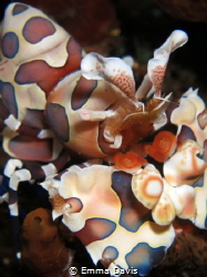 Harlequin Shrimp by Emma Davis 